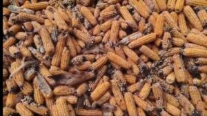 mantha cyclone effect